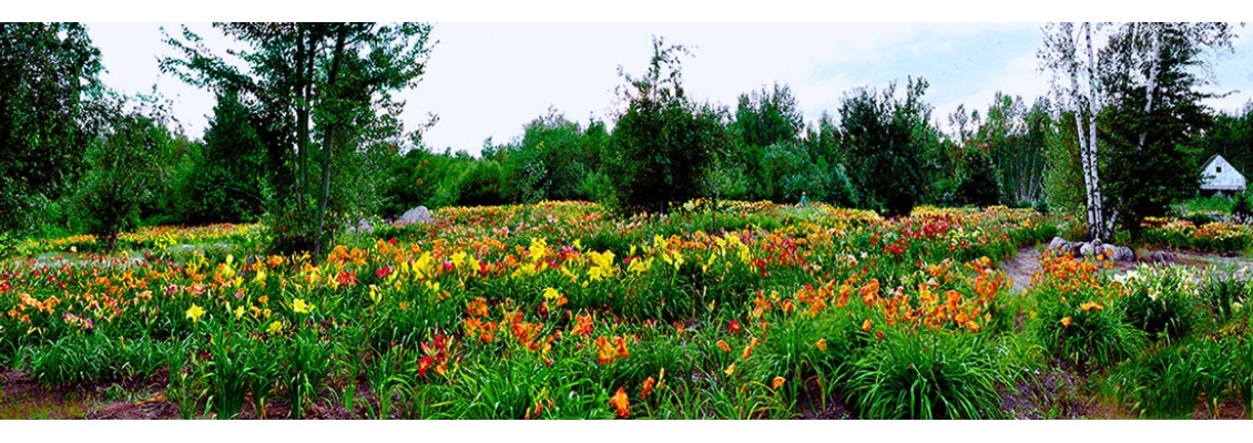 daylilies-vivaces-nordiques-4
