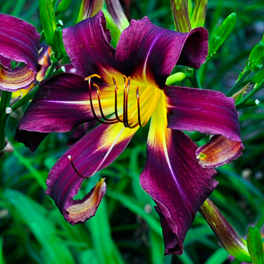 Daylily BLACK ICE (Roberts-N., 2000), Vivaces Nordiques.