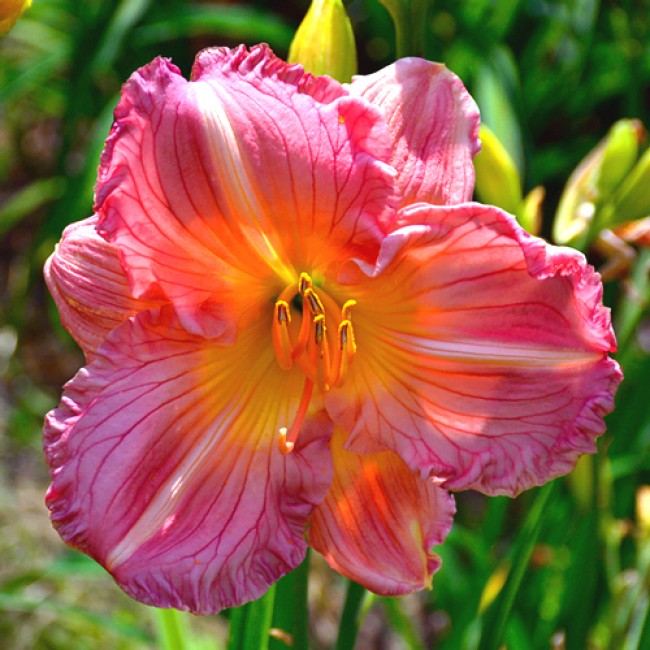 Image of Daylily hardy perennial flower